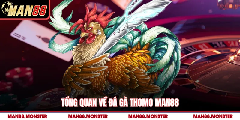 Tổng quan về đá gà thomo man88